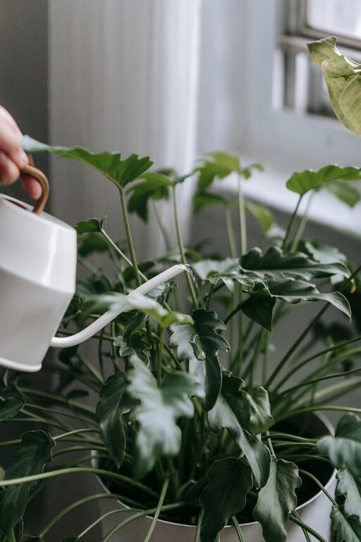Easy Tips for Keeping Your Houseplants Healthy and Thriving